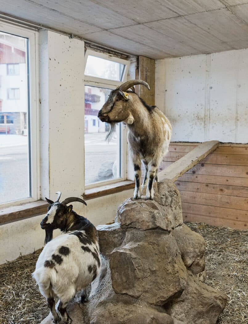 Ramsbergerhof Ziegen am Bauernhof